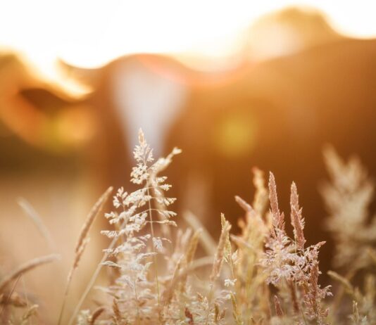 Agricultura convoca ayudas hasta el 30 de septiembre para promover el cooperativismo agroalimentario