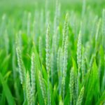 Ampliación del plazo hasta el 15 de julio para las ayudas del Plan de impulso de la sostenibilidad y competitividad de la agricultura y ganadería