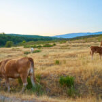 La Consejería de Agricultura convoca las ayudas destinadas al fomento de las razas autóctonas españolas