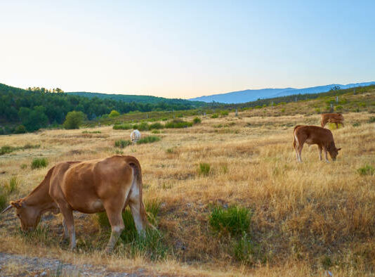 La Consejería de Agricultura convoca las ayudas destinadas al fomento de las razas autóctonas españolas