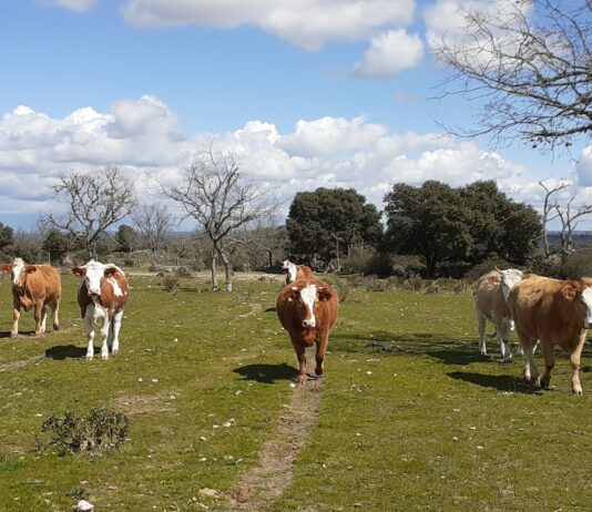 Lonja agropecuaria de Salamanca del 16 de agosto de 2022