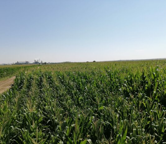 ASAJA Salamanca propone evitar el despilfarro de agua dulce al mar Una finca de maíz en regadío de la provincia de Salamanca.