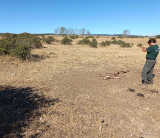 Desesperación en Herguijuela del Campo por los ataques de buitres Ataque de buitre en Herguijuela del Campo