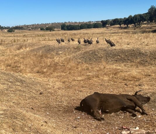 ASAJA alerta sobre un nuevo ataque de buitres a la misma explotación en 10 días
