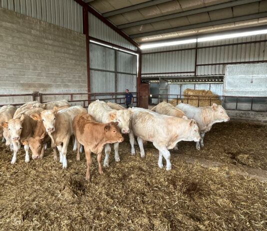 ASAJA insta a eliminar el veto de las ayudas a terneros cebados en sus explotaciones de nacimiento Un cebadero de terneros de la provincia de Salamanca. | FOTO: ASAJA Salamanca