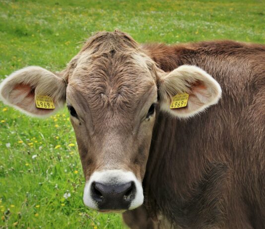 Lonja agropecuaria de Salamanca del 29 de agosto de 2022