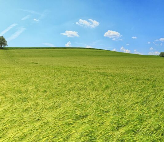 Lonja agropecuaria de Salamanca del 1 de agosto de 2022