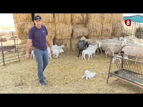 Campo Salmantino del día 1 de agosto de 2022