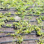 Abierto el plazo para solicitar las ayudas de eficiencia energética en explotaciones agropecuarias