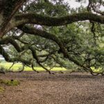 La Junta autoriza el olivo y el desmoche