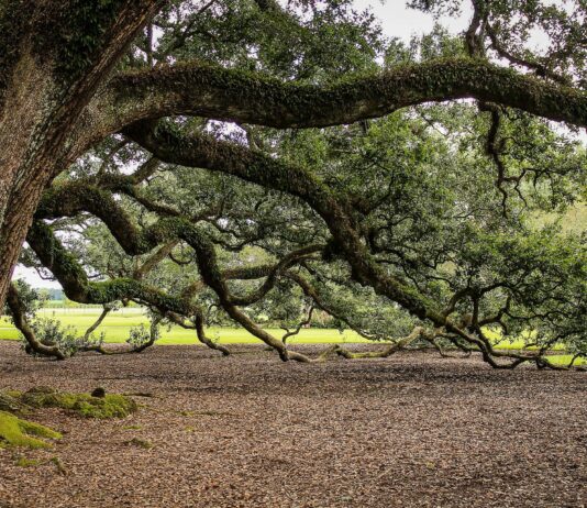La Junta autoriza el olivo y el desmoche