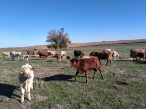 Explotación ganadera en extensivo de la provincia de Salamanca.