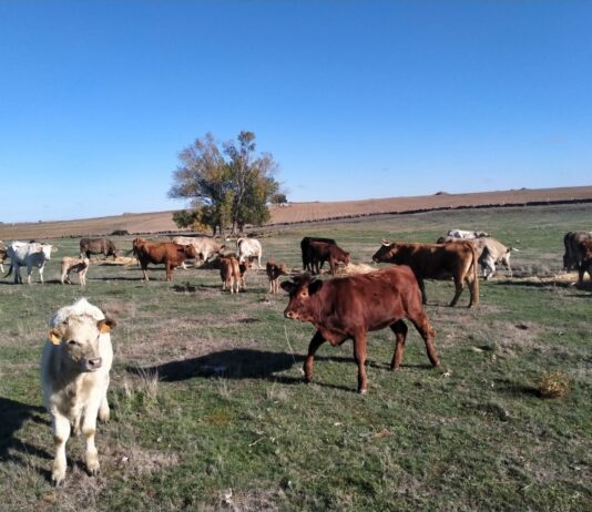 Los ganaderos de Salamanca cobrarán 14’2 millones de euros en ayudas extraordinarias por la guerra de Ucrania antes del 30 de septiembre Explotación ganadera en extensivo de la provincia de Salamanca.