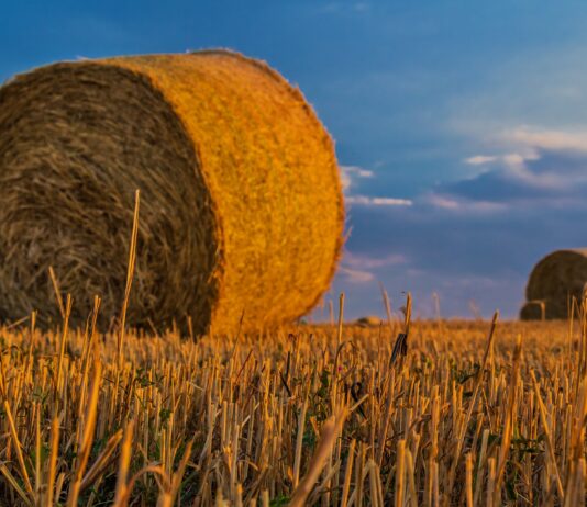 Lonja agropecuaria de Salamanca del 26 de septiembre de 2022