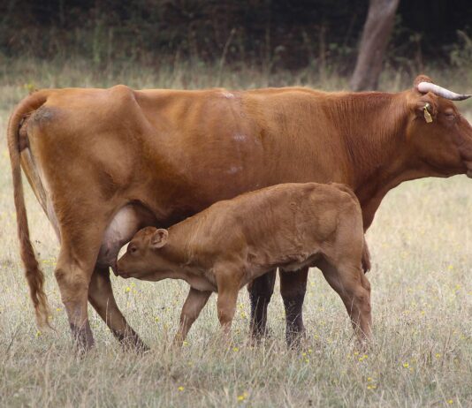 Lonja agropecuaria de Salamanca del 12 de septiembre del 2022