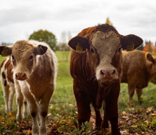 Publicado el listado tanto de beneficiarios como de denegados por las ayudas de Ucrania para productores de vacas nodrizas, terneros, ovino-caprino, pollos, conejos y cítricos