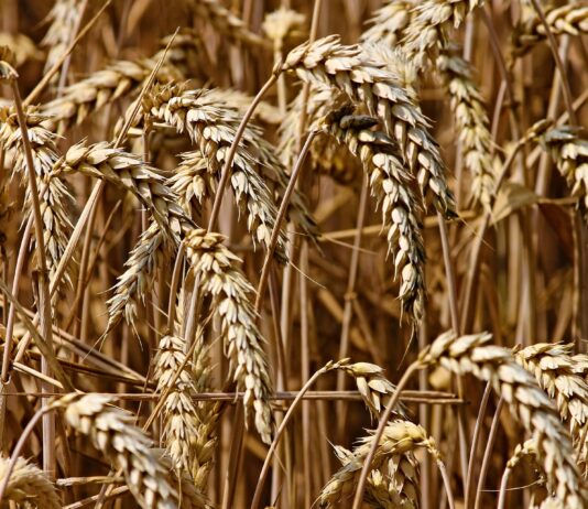 Lonja Agropecuaria de Salamanca del 5 de septiembre de 2022