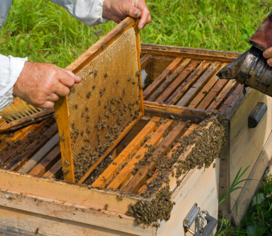 Aprobada una dotación de 19 millones para el sector apícola anuales para la PAC hasta 2027