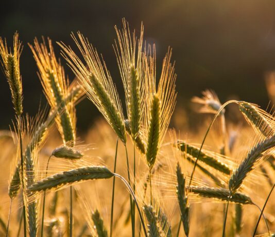 Lonja agropecuaria de Salamanca del 3 de octubre de 2022