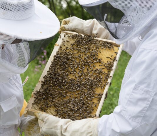 ASAJA denuncia el olvido del sector apícola en las ayudas por la guerra de Ucrania