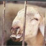 En marcha el protocolo sanitario para la contención del virus de la lengua azul