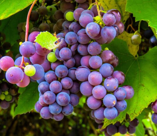 El programa de ayudas al sector vitivinícola contará con 202’1 millones de euros anuales entre 2023 y 2027