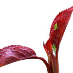 El curso puente a cualificado de fitosanitarios comenzará el 14 de noviembre Pulgón en planta.