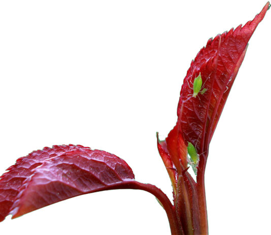 El curso puente a cualificado de fitosanitarios comenzará el 14 de noviembre Pulgón en planta.