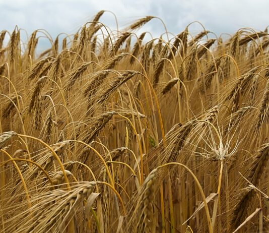 Lonja agropecuaria de Salamanca del 17 de octubre del 2022