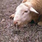 Solo se permite el movimiento a mataderos de la zona restringida por Lengua Azul