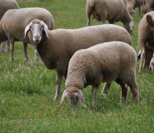ASAJA Salamanca celebra que el Ministerio permita mover los animales de la zona restringida por ‘lengua azul’