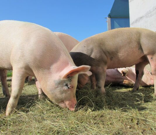 Lonja agropecuaria de Salamanca del 24 de octubre del 2022