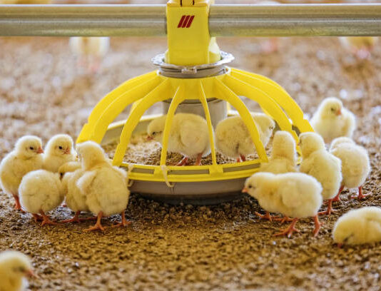 Avianza reconoce ante las OPA que las integradoras no están cumpliendo la Ley de la Cadena