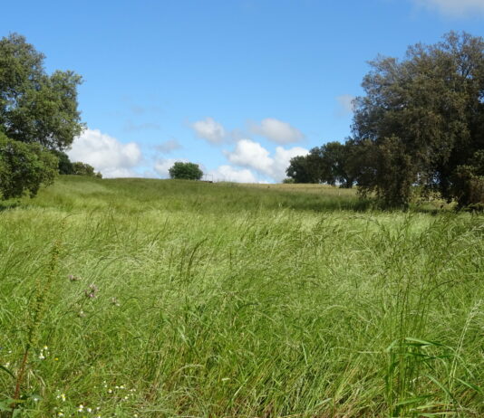 La Consejería de Agricultura excluye los pastos comunales de una importante ayuda a la ganadería extensiva