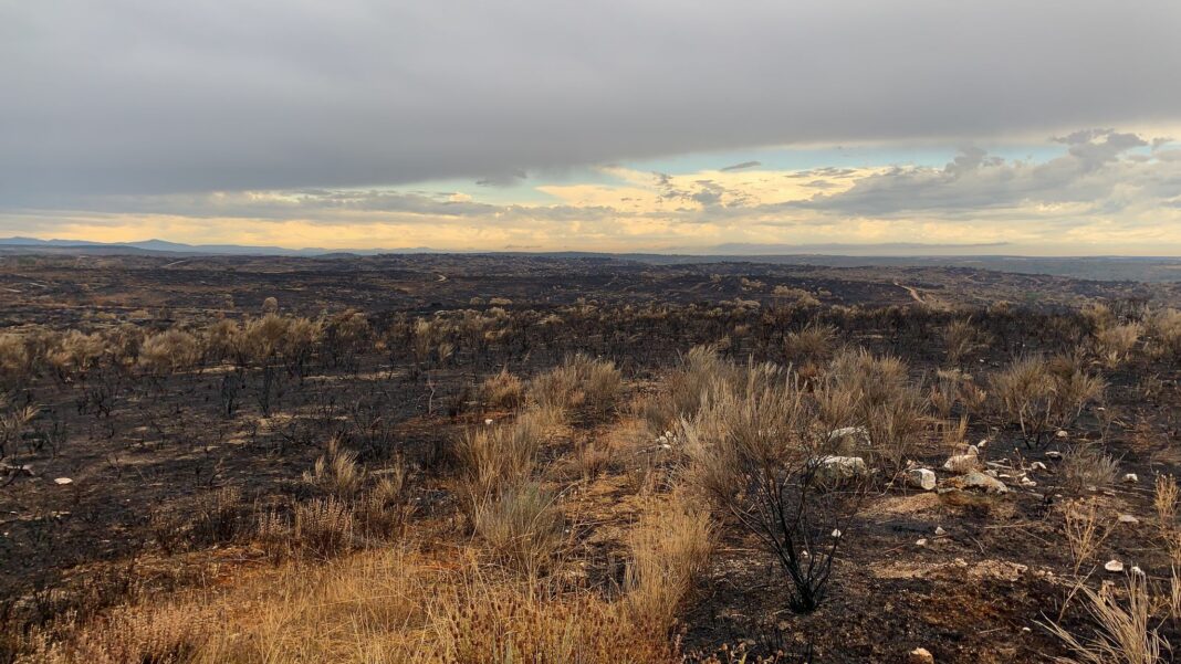 Pastos quemados en San Felices de lo Gallegos en 2021. Pastos quemados en San Felices de lo Gallegos en 2021.