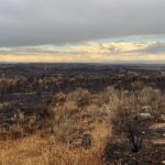 La Junta destina un millón de euros a las explotaciones agrarias ubicadas en los municipios afectados por incendios forestales Pastos quemados en San Felices de lo Gallegos en 2021.