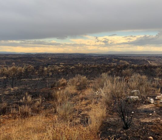 La Junta destina un millón de euros a las explotaciones agrarias ubicadas en los municipios afectados por incendios forestales Pastos quemados en San Felices de lo Gallegos en 2021.
