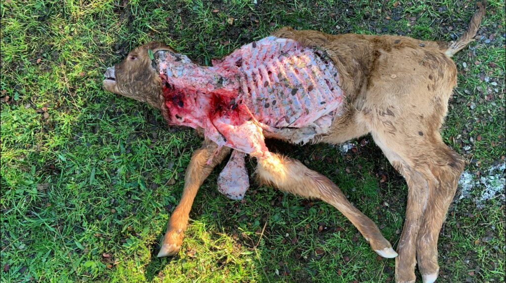 Ternero de 1 mes, muerto por lobo.