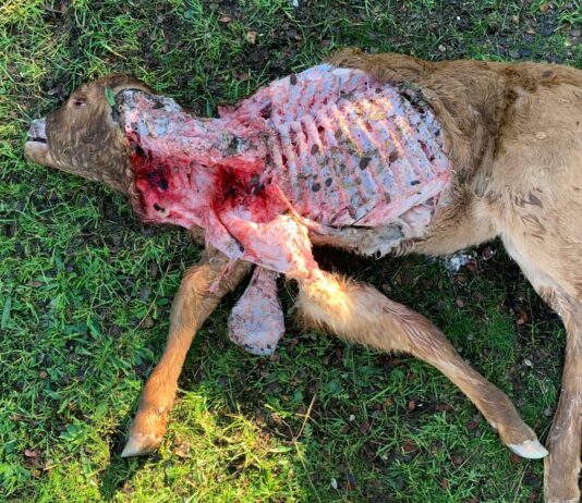 El lobo deja un ternero muerto en Santiz Ternero de 1 mes, muerto por lobo.