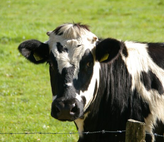Más de 136.000 ganaderos y citricultores cobraron las ayudas del Gobierno para hacer frente a la crisis por la guerra en Ucrania