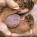 Todas las comarcas de Salamanca son susceptibles de la vacunación obligatoria por lengua azul Decaimiento y secreción nasal de un ovino con lengua azul.