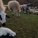 Agricultura, Ganadería y Desarrollo Rural se reúne con el Consejo Regulador IGP Lechazo de Castilla y León para avanzar en estrategias que pongan en valor este producto autóctono de elevada calidad