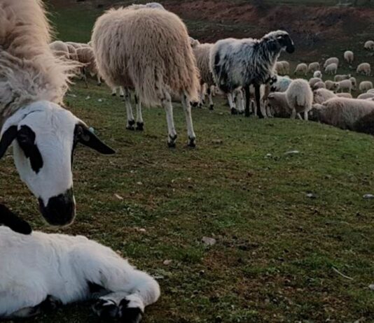 Agricultura, Ganadería y Desarrollo Rural se reúne con el Consejo Regulador IGP Lechazo de Castilla y León para avanzar en estrategias que pongan en valor este producto autóctono de elevada calidad