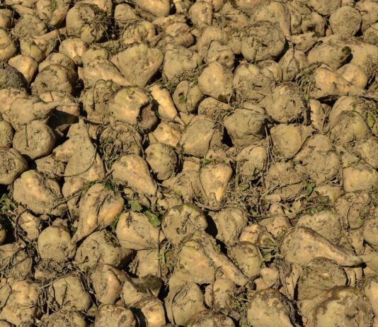 ASAJA pide a la industria que traslade al productor de remolacha la subida del precio del azúcar