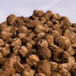 Hasta el 15 de diciembre, se podrán aceptar las ayudas por la guerra de Ucrania para remolacha, patata y otros cultivos hortícolas regados con aguas subterráneas