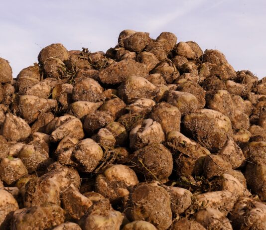 Hasta el 15 de diciembre, se podrán aceptar las ayudas por la guerra de Ucrania para remolacha, patata y otros cultivos hortícolas regados con aguas subterráneas