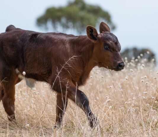 Lonja Agropecuaria de Salamanca del 12 de diciembre de 2022