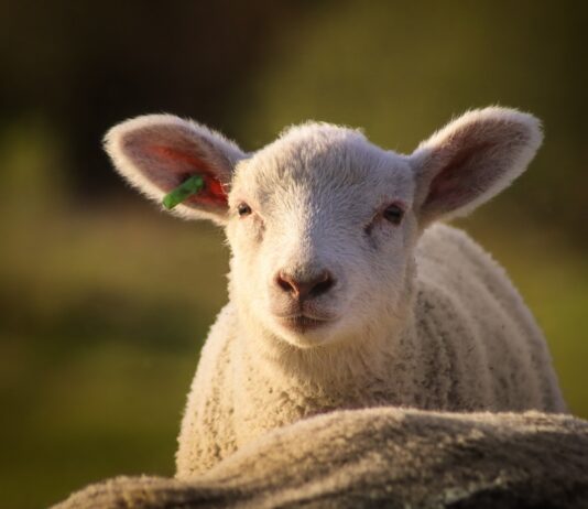 Lonja Agropecuaria de Salamanca del 5 de diciembre de 2022