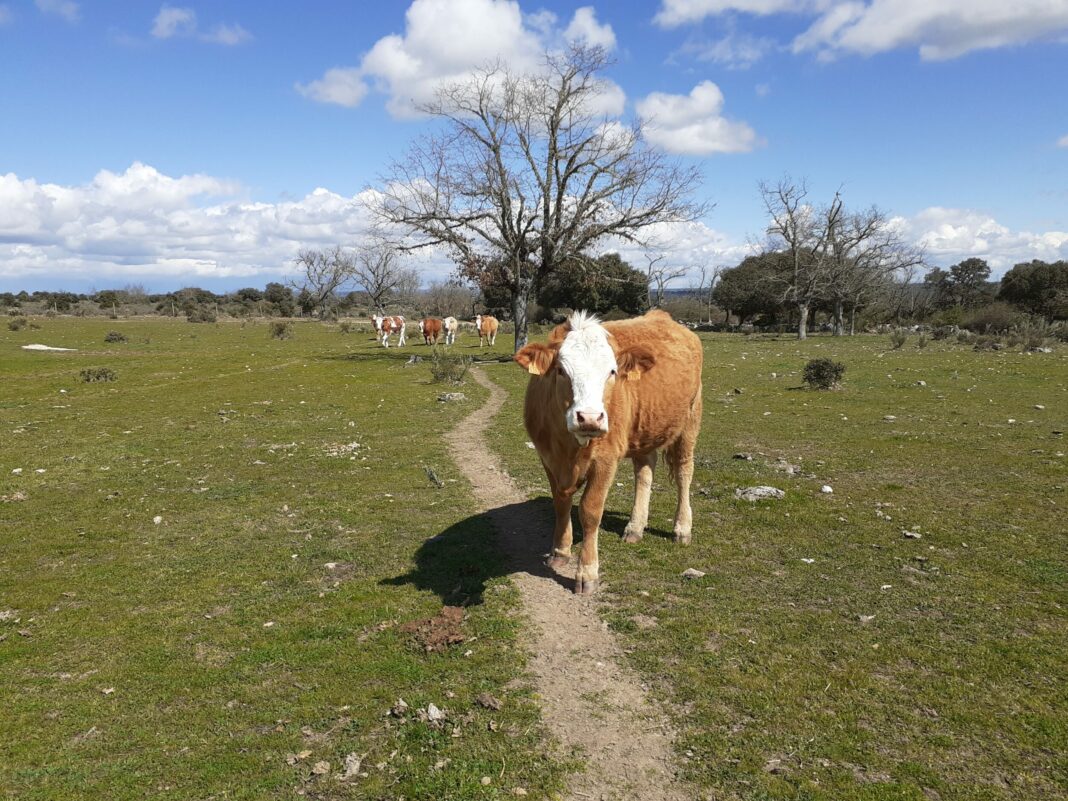 Ganado bovino, en una explotación salmantina.