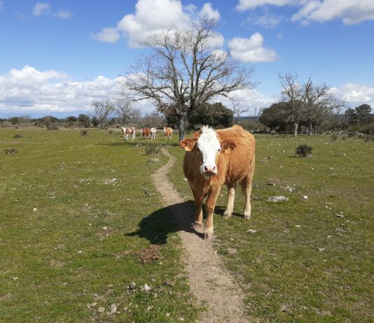 ASAJA Salamanca exige al Ministerio una defensa apasionada del producto español Ganado bovino, en una explotación salmantina.